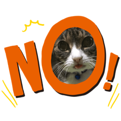 [LINEスタンプ] M‘sにゃんこ