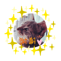 [LINEスタンプ] 宝石猫ジェマの写真スタンプ