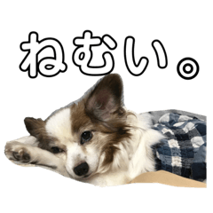 [LINEスタンプ] 愛犬りんさんのすたんぷ