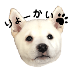 [LINEスタンプ] やまだ3兄弟