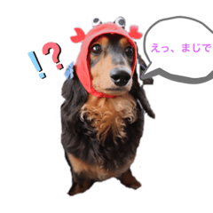 [LINEスタンプ] ミニチュアダックスフンドのモカ