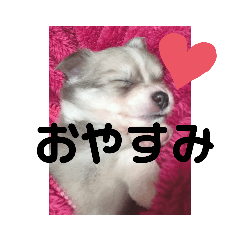 [LINEスタンプ] ゆりぴの犬スタンプ