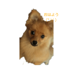 [LINEスタンプ] ポン太の可愛い挨拶スタンプ