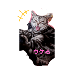 [LINEスタンプ] キレ猫まにゃたん