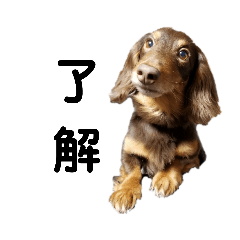 [LINEスタンプ] チョコDog