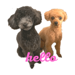 [LINEスタンプ] モナ ＆ アンジュ  Tiny poodle