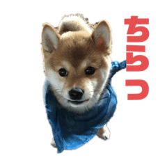 [LINEスタンプ] 豆柴茶々丸スタンプ