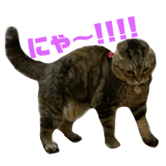 [LINEスタンプ] ラッキーちん