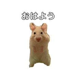 [LINEスタンプ] もかたんの仲間たち