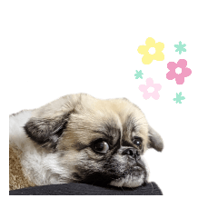 [LINEスタンプ] ペキシーズー ロク 第三段