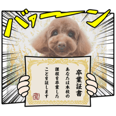 [LINEスタンプ] 色々すずちゃん