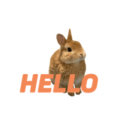 [LINEスタンプ] 我が家の可愛くて小さいうさぎ