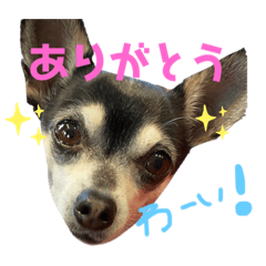 [LINEスタンプ] あんたんですよっ！