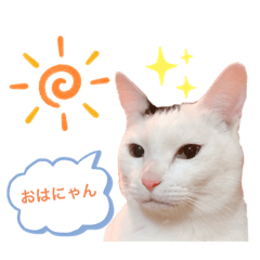 [LINEスタンプ] ねこめにすたん