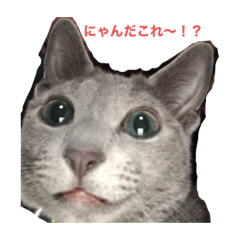 [LINEスタンプ] 祖母宅のレオンくん