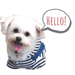 [LINEスタンプ] まるぷー★ろこ