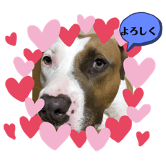 [LINEスタンプ] 可愛いピッちゃん ②