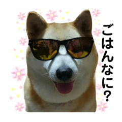 [LINEスタンプ] わたしんちのハナ