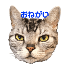 [LINEスタンプ] みかんゆずコテツのスタンプ2