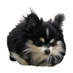[LINEスタンプ] ちわわわーわわわわー