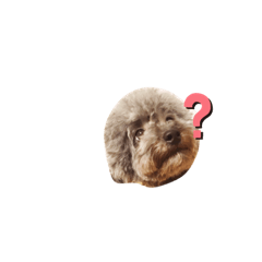 [LINEスタンプ] くーたんのいつものようす