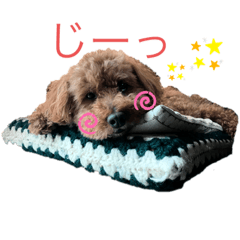 [LINEスタンプ] トイプーLove君のスタンプ2