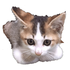 [LINEスタンプ] 子猫のムーン