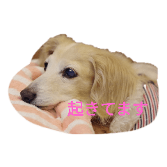[LINEスタンプ] ダックスのミントちゃん2