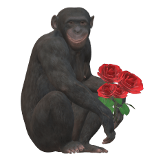 [LINEスタンプ] チンパンジーの感情の画像（メイン）
