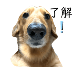 [LINEスタンプ] 愛犬大和のスタンプ