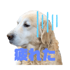 [LINEスタンプ] 愛犬 くーのスタンプ