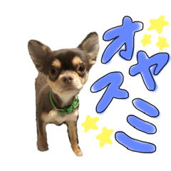 [LINEスタンプ] たいがとマロン 2
