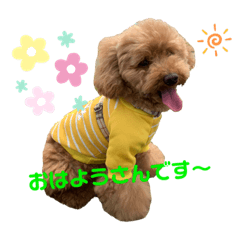 [LINEスタンプ] わんことの日常スタンプ