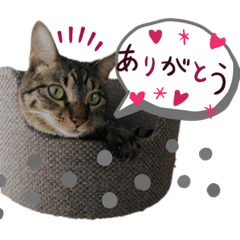 [LINEスタンプ] 保護猫ゆず君のスタンプ