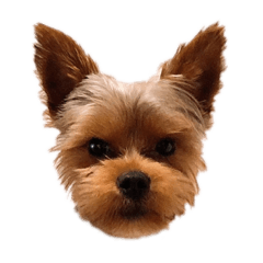 [LINEスタンプ] 愛犬ソラくん