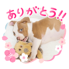 [LINEスタンプ] ロッキー ピットブル