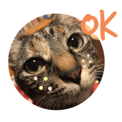 [LINEスタンプ] わがやの猫猫猫です