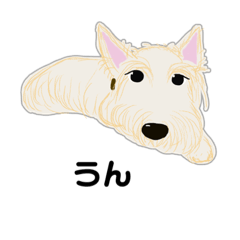 [LINEスタンプ] スコティッシュテリア アビー ウィート1