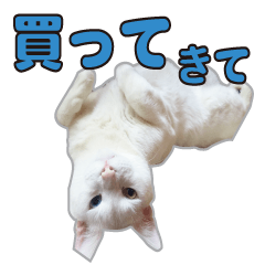 [LINEスタンプ] 小野家のねこ3兄弟 パート2
