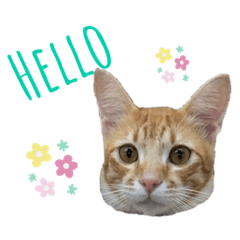 [LINEスタンプ] 虎丸くん①