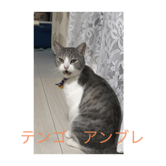 [LINEスタンプ] スペイン語を喋るネコ