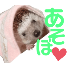 [LINEスタンプ] ハリネズミのハクくん