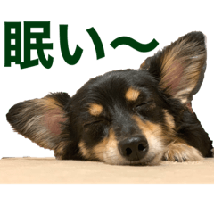 [LINEスタンプ] チワックスのぽぽちゃん！
