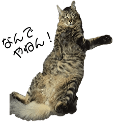 [LINEスタンプ] 大阪弁をしゃべる猫