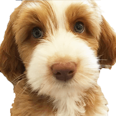 [LINEスタンプ] キノくん子犬
