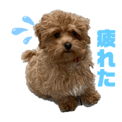 [LINEスタンプ] 愛犬れむくんのいる生活