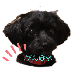 [LINEスタンプ] フラン スタンプ