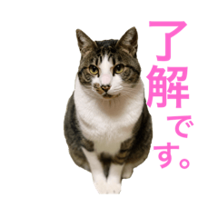 [LINEスタンプ] 猫の承太郎