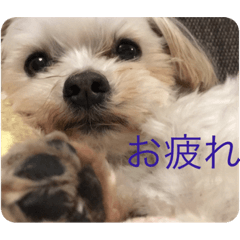 [LINEスタンプ] まるさん！！！