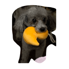 [LINEスタンプ] 保護犬クーのスタンプ